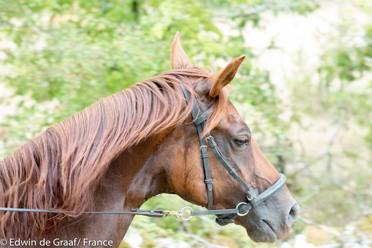 paardrijvakantie (Fijne paarden, lekker eten en een prachtige natuur) foto 1 paardrijvakantie (Fijne paarden, lekker eten en een prachtige natuur) foto 1